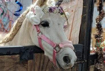 Fly High Over the Rainbow Bridge Our Beautiful Unicorn Kizzie