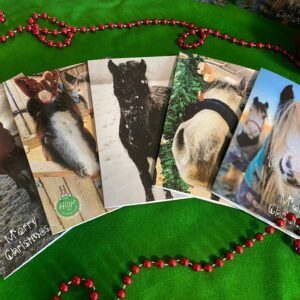 The Hugs Foundation Christmas Cards A5