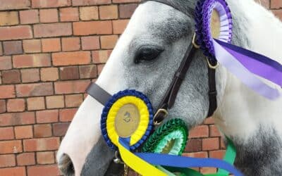 Hugs Rescue Pony at South West Pony Association Championships
