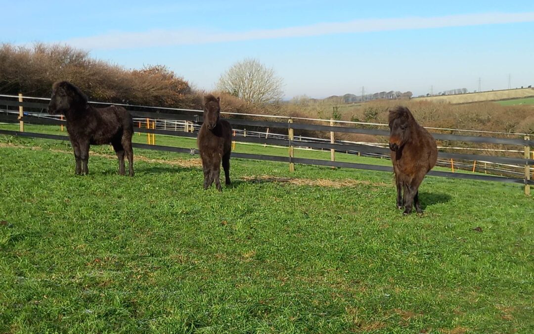 Introducing Hugs Newest Residents!