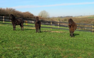 Introducing Hugs Newest Residents!