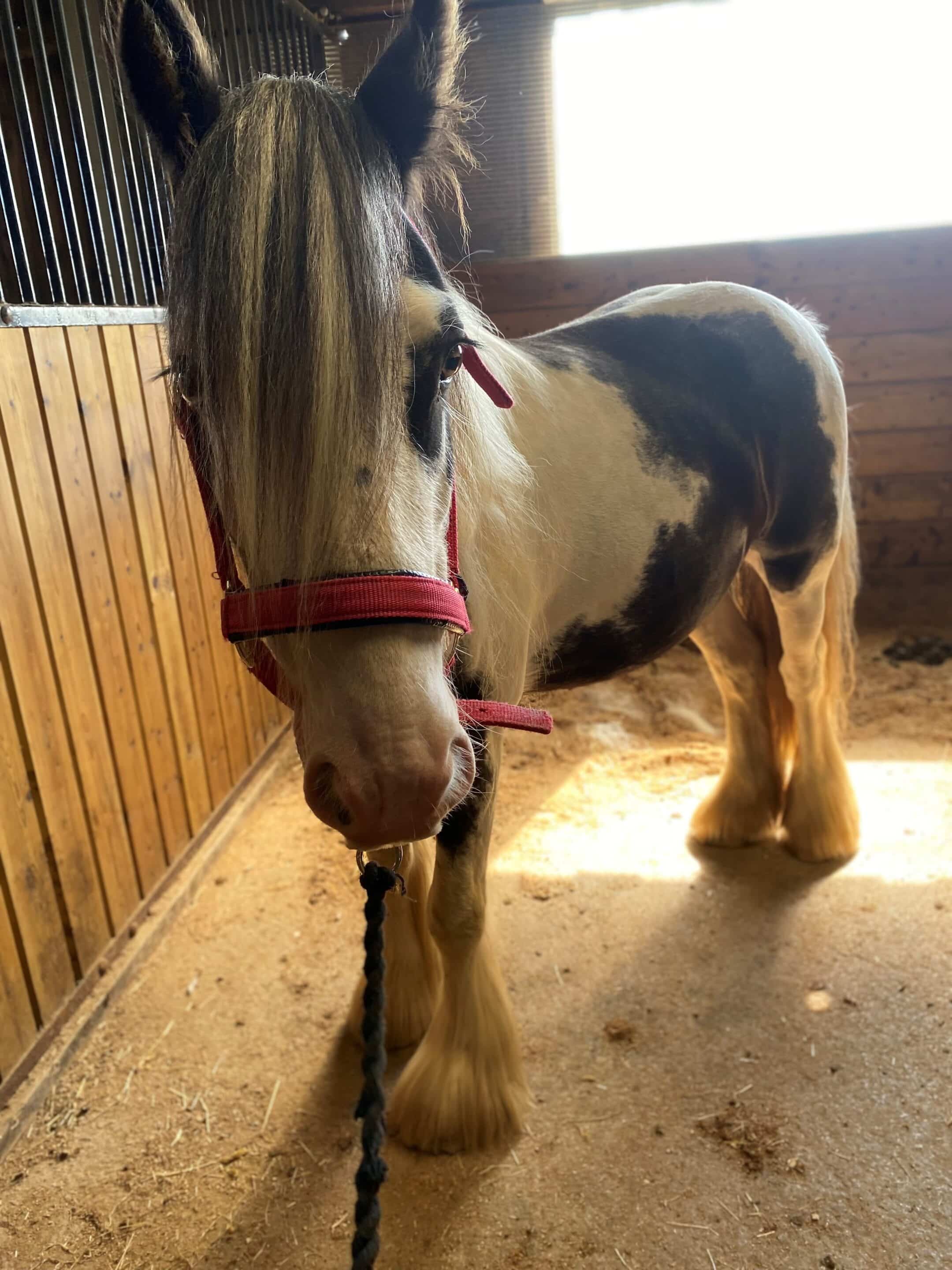 Hugs-Foundation-Paddy
