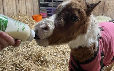 Orphan Foal & Crowdfunder Update