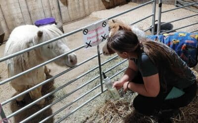 Foal & Crowdfunder Update