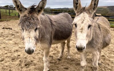 3 Donkeys Rescued!