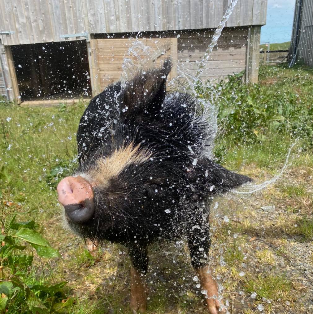 Piglet Life Guard Sponsor a Rescue | The Hugs Foundation