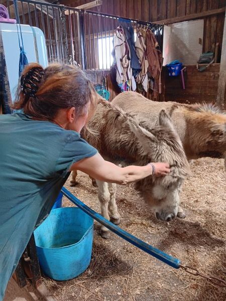 volunteer at hugs